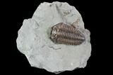 Inflated Flexicalymene Trilobite - Top Quality Example #85586-1